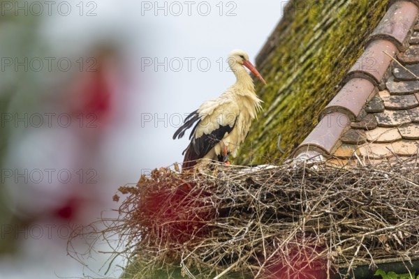 White stork (Ciconia ciconia) on the nest, birds, Affenberg Salem, Linzgau, Baden-Württemberg, Germany