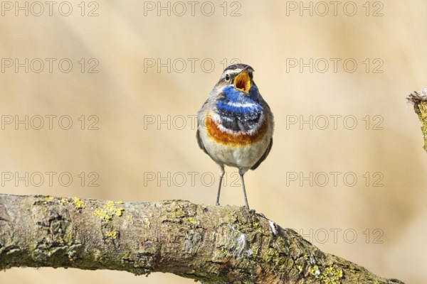 Bluethroat (Luscinia svecica cyanecula) ml Germany