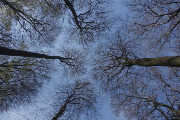 View into unleafy treetops, beech trees in spring invite you to dream, blue sky, Germany