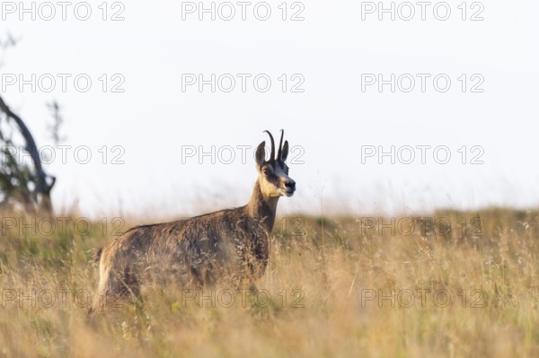 Chamois (Rupicapra rupicapra) on a meadow in the Vosges Mountains, wildlife, France