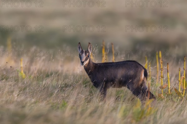 Chamois (Rupicapra rupicapra) mother with her youngster on a meadow in the Vosges Mountains, wildlife, France