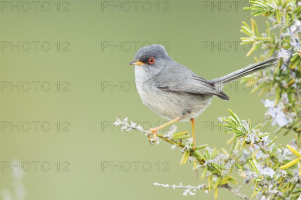 Balearic Warbler (Sylvia balearica) male, Mallorca, Spain