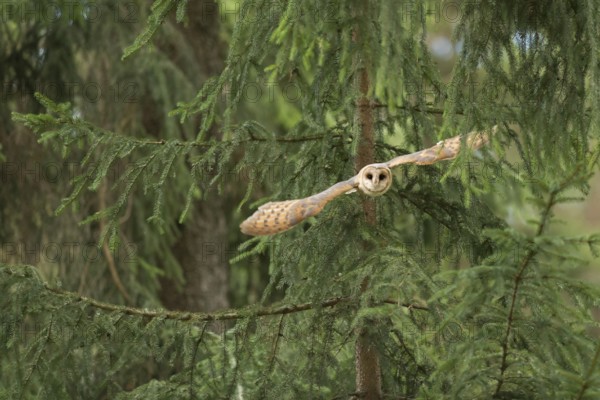 Western Barn Owl (Tyto alba) taking flight, North Rhine-Westphalia, Germany