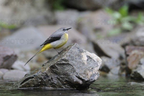 Grey Wagtail (Motacilla cinerea) male perched on a stone in water, North Rhine-Westphalia, Germany