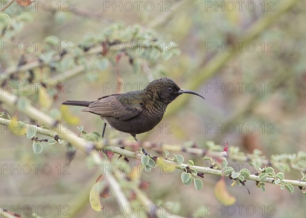 Dusky Sunbird (Cinnyris fuscus) perched on a branch, Namibia