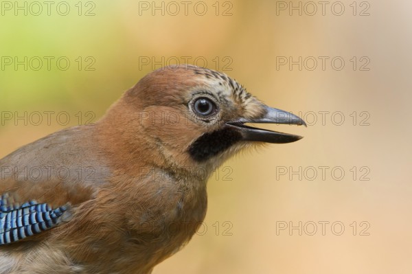 Eurasian Jay (Garrulus glandarius) juvenile, Utrecht, Netherlands