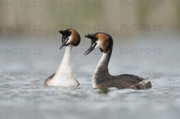 Love play... Great Crested Grebe (Podiceps Scalloped ribbonfish), tenderness and grace, courtship serves to strengthen the pair bond, waterfowl, native nature, Lower Rhine, Rhineland, North Rhine-Westphalia, Germany, Western Europe