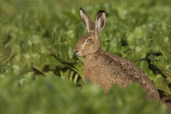 Between turnips... European hare (Lepus europaeus) sitting in a beet field early in the morning in summer, cultivated landscape, Lower Rhine, Rhine district of Neuss, North Rhine-Westphalia, Germany, Western Europe