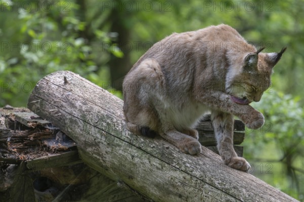 Eurasian lynx (Lynx lynx), wildlife park, Bavaria, Germany