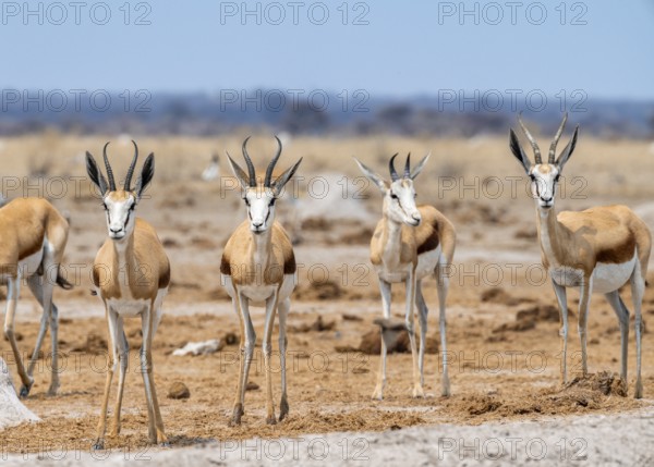 Springbok (Antidorcas marsupialis), four animals standing in a row, Nxai Pan National Park, Botswana