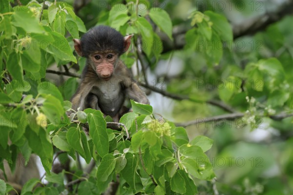 Bear baboon, chacma baboon (Papio ursinus), young, baby, sitting on tree, fragile, Kruger, Kruger National Park, South Africa