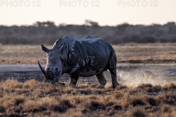 Southern white rhinoceros (Ceratotherium simum simum) peeing, Khama Rhino Sanctuary, Serowe, Botswana