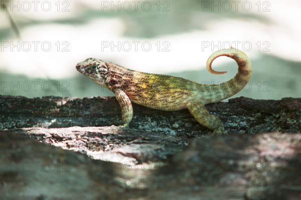 Cuban curly-tailed lizard (Leiocephalus cubensis), Cuba, Central America, Caribbean