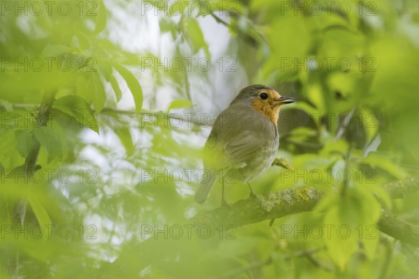 A robin (Erithacus rubecula) sitting on a branch amidst green foliage, Hesse, Germany