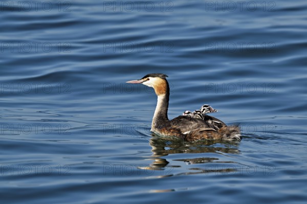 Great Crested Grebe (Podiceps Scalloped ribbonfish), with three chicks in plumage swimming in the water, Lake Zug, Canton Zug, Switzerland