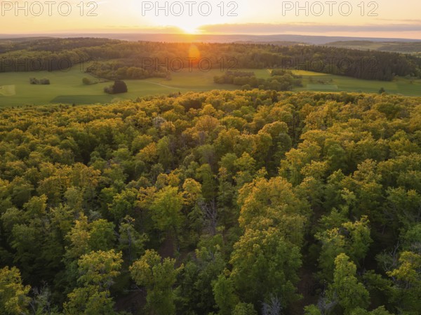 A wide forest area at sunset, the trees glow in autumnal colours, forest pasture project, compensatory measure for the Hermann Hessebahn, Gechingen, district of Calw, Germany