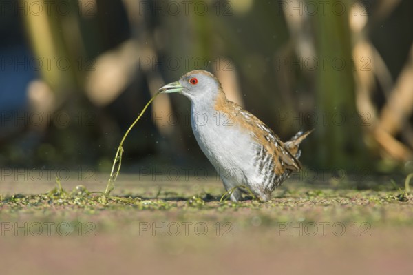 Baillon's Crake (Porzana pusilla palustris) foraging, Victoria, Australia