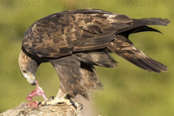 Golden Eagle (Aquila chrysaetos) male, Andalusia, Spain