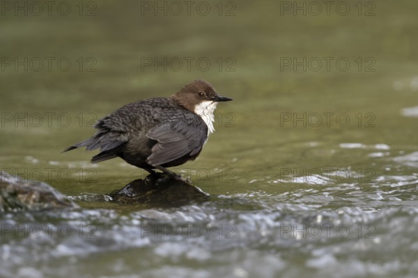 White-throated Dipper (Cinclus cinclus) foraging, North Rhine-Westphalia, Germany