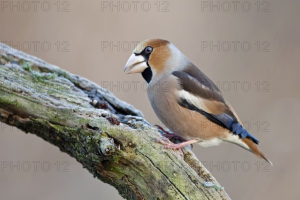 Hawfinch (Coccothraustes coccothraustes), Saxony-Anhalt, Germany