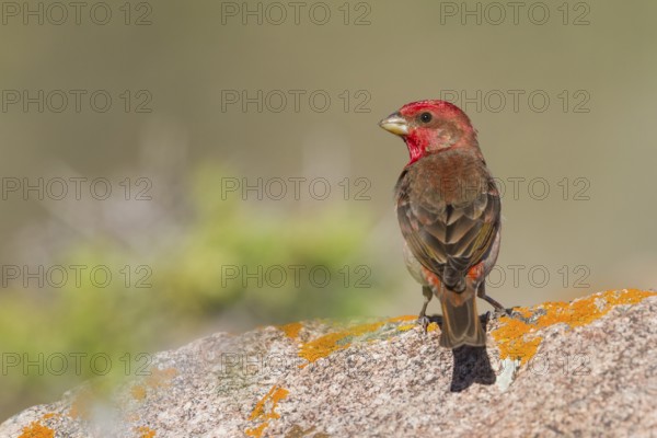 Common Rosefinch - Karmingimpel - Carpodacus erythrinus ssp. ferghanensis, Kazakhstan, adult male