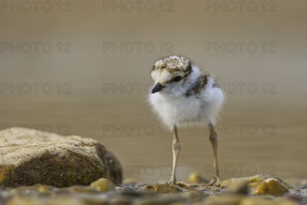 Little Ringed Plover (Charadrius dubius) chick, North Rhine-Westphalia, Germany