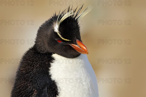 Rockhopper penguin, Eudyptes chrysocome, detail portrait of rare bird, in the rock nature habitat, black and white sea bird, Sea Lion Island, Falkland Islands. Bird with crest, orange bill