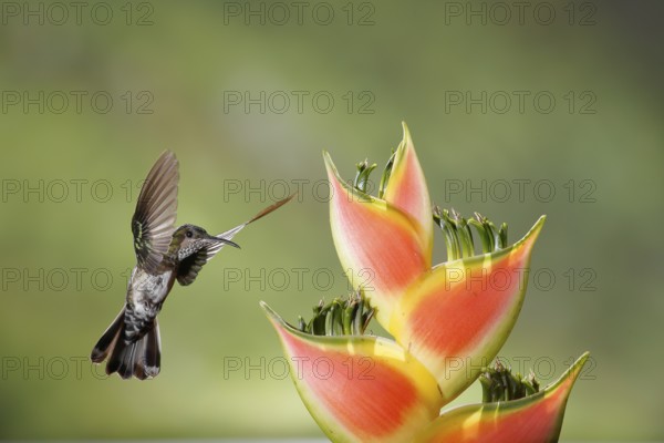 White-necked Jacobin (Florisuga mellivora) female flying and feeding on flower nectar, Costa Rica