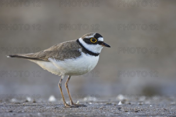 Little Ringed Plover (Charadrius dubius), North Rhine-Westphalia, Germany