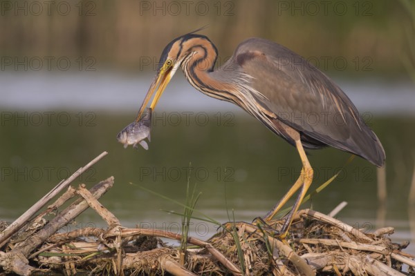Purple Heron (Ardea purpurea) with fish prey in beak, Subotica, Serbia