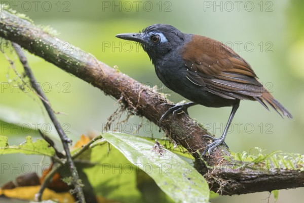 Chestnut-backed Antbird (Poliocrania exsul) perched on a branch in Panama