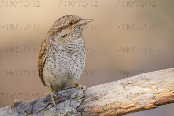 Wendehals, Jynx torquilla Eurasian Wryneck, Northern Wryneck, Jynx torquilla