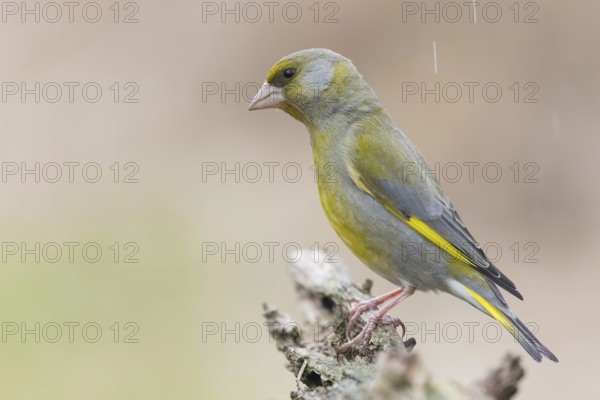 European Greenfinch (Chloris chloris) male, Lower Saxony, Germany