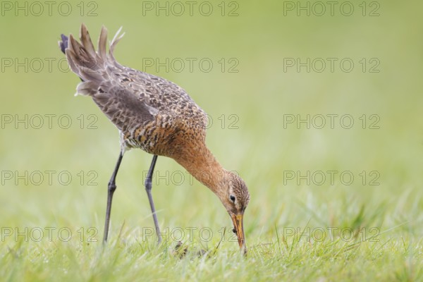 Uferschnepfe, Limosa limosa Black-tailed Godwit, Limosa limosa