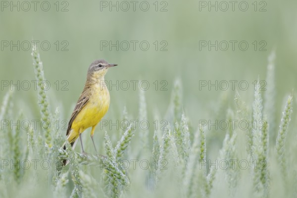 Schafstelze, Motacilla flava Blue-headed Wagtail, Motacilla flava