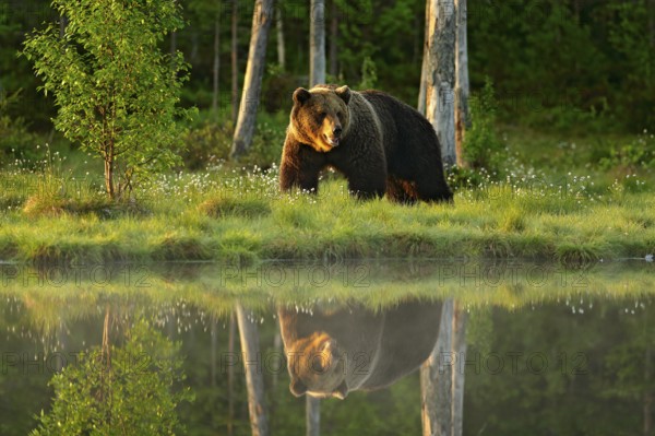 Big brown bear walking around lake in the morning sun. Beautiful light in the forest with dangerous animal. Wildlife scene from Finnish nature. Brown bear in the habitat, sunrise