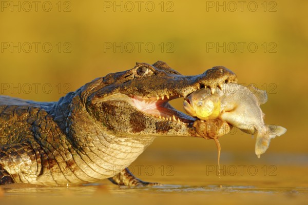 Crocodile catch fish in river water, evening light. Yacare Caiman, crocodile with fish in with open muzzle with big teeth, Pantanal, Bolivia. Detail portrait of danger reptile. Caiman with piranha