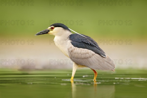 Night heron, Nycticorax nycticorax, grey water bird sitting in the water, Hungary. Wildlife scene from nature. Bird in the water