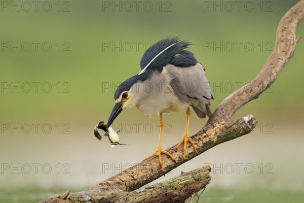 Night heron, grey water bird with fish in the bill, animal in the water, action scene from Hungary, nature habitat