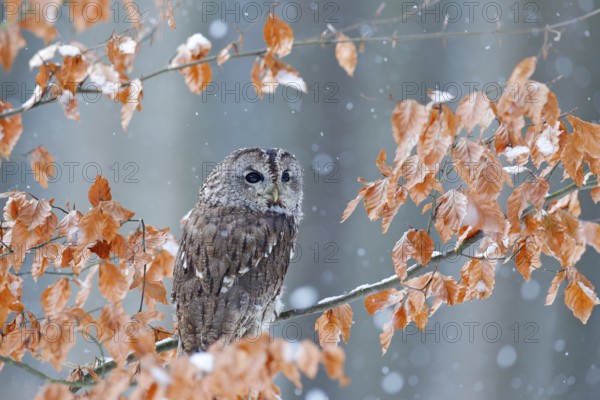 Tawny owl hidden in the fall wood, sitting on tree trunk in the dark forest habitat. Beautiful animal in nature. Bird in the Germany forest. Autumn wildlife in the Forrest. Orange leaves with bird