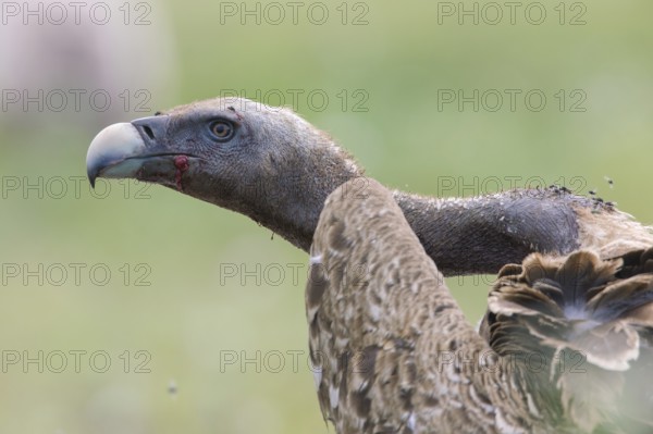 Rüppell's Vulture (Gyps rueppelli), Serengeti, Tanzania