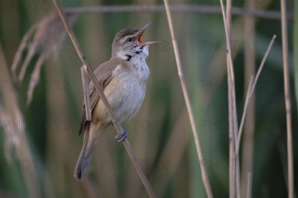 Great Reed Warbler (Acrocephalus arundinaceus) male singing, Saxony, Germany