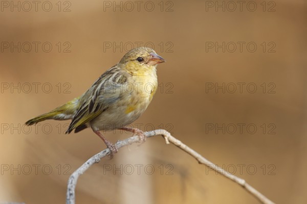 Southern Masked Weaver (Ploceus velatus) female, Namibia