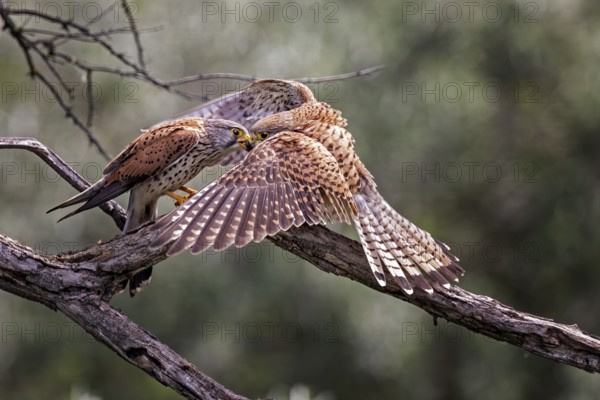 Common Kestrel (Falco tinnunculus), Hungary