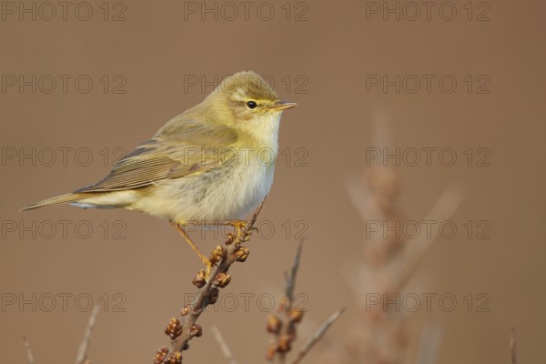 Willow Warbler (Phylloscopus trochilus) perched on a branch, North Holland, Netherlands