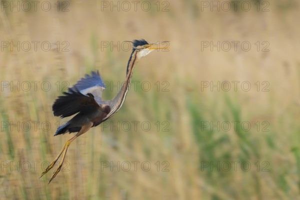 Purple Heron (Ardea purpurea) flying, Baden-Wuerttemberg, Germany