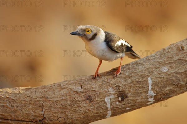 White-crested helmetshrike, Prionops plumatus, bird siting on the tree branch, Mana Pools NP, Zimbabwe in Africa