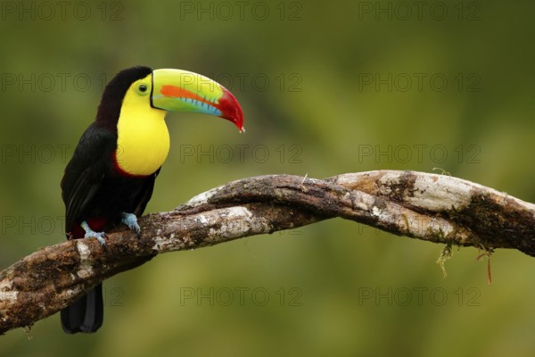 Keel-billed Toucan, Ramphastos sulfuratus, bird with big bill. Toucan sitting on the branch in the forest, Panama. Nature travel in central America. Birdwatching in tropic mountain forest
