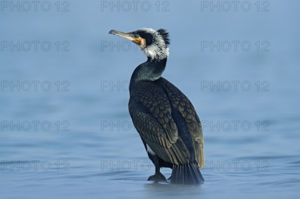Great Cormorant, Phalacrocorax carbo, sitting in the blue water. Spring on the lake with beutiful bird. Wildlife scene from nature. Cormorant in the river habitat, Germany