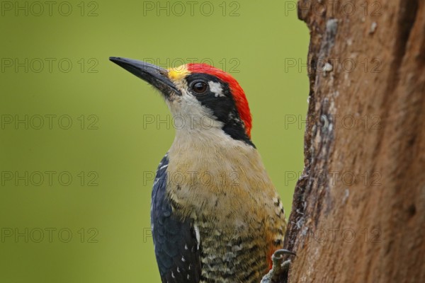 Woodpecker from Costa Rica, Black-cheeked Woodpecker, Melanerpes pucherani, sitting on the tree trunk with nesting hole, bird in the nature habitat, Costa Rica. Birdwatching in South America